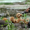 Magpie Goose with 9 goslings<br />Canon EOS 7D + EF300 F2.8L III + EF1.4xII